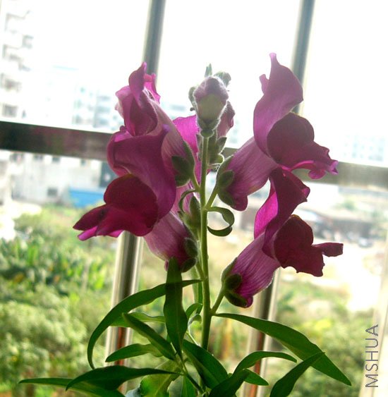 �����Ľ����