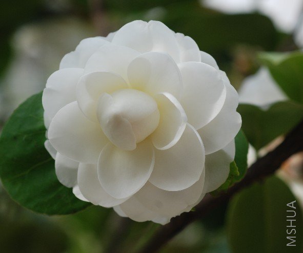 ��ɫ�����Ͼ�������������룬��͸����