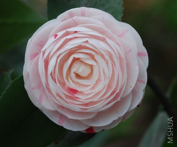 Ҷ�еȴ�С��Ҷ��ƽ���⻬���������������ͽ��գ����ϴ󣬻��꼫�࣬�Ƚ�����ȫʢ������ϵ��������Խ��� ...