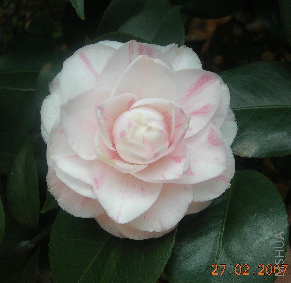 ����СҶ��Ҳ��С��ƽ�������ͺܷ�����֦��϶̣��Ż��࣮