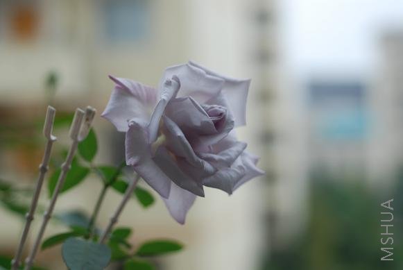 DSC_0043.JPG