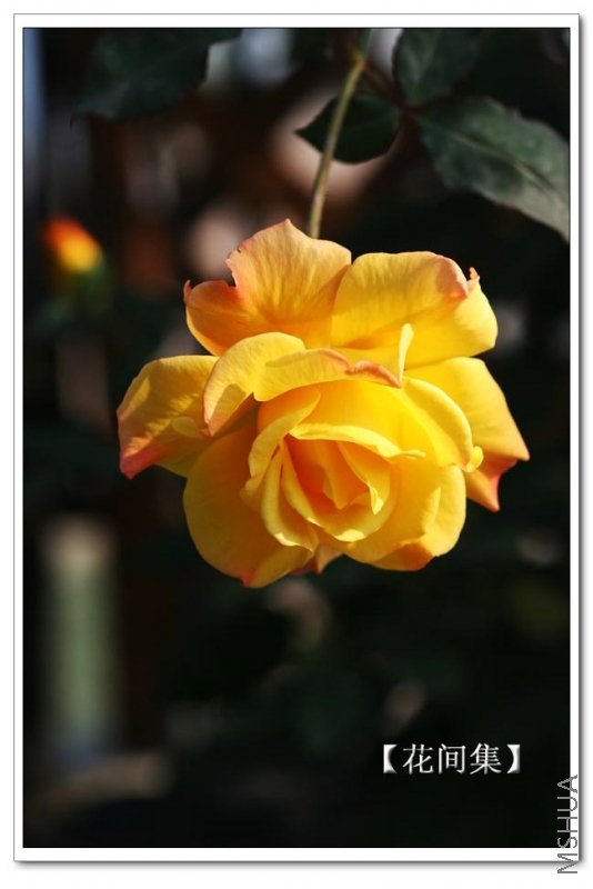 IMG_9966 ����.jpg