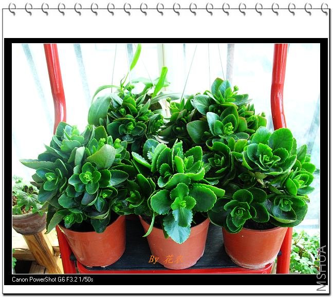 ������һ��ɹ̫��