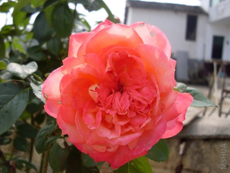 �ﻨ(��������ر�)