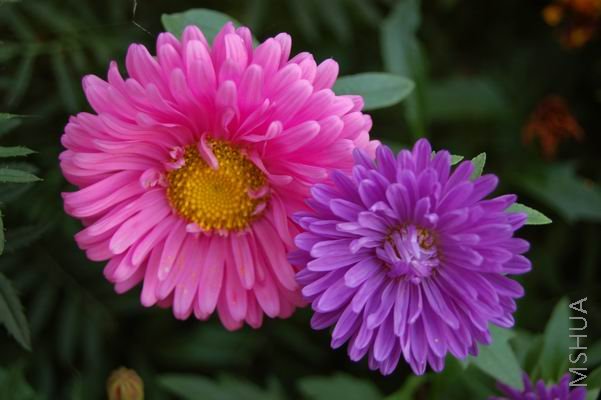������С DSC_0036.JPG