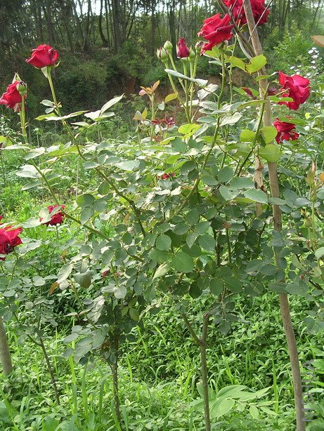 ���ɶ������͵�ֲ�귱��