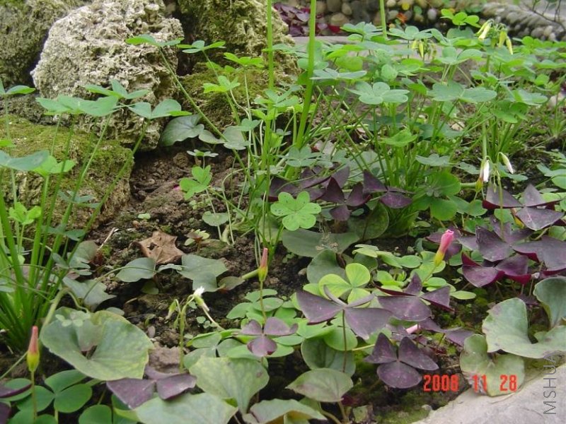 DSC09800.jpg