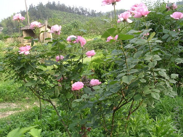 ���������Ĵ���