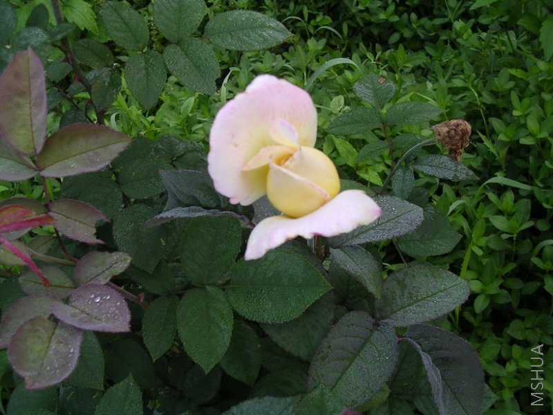 ��������