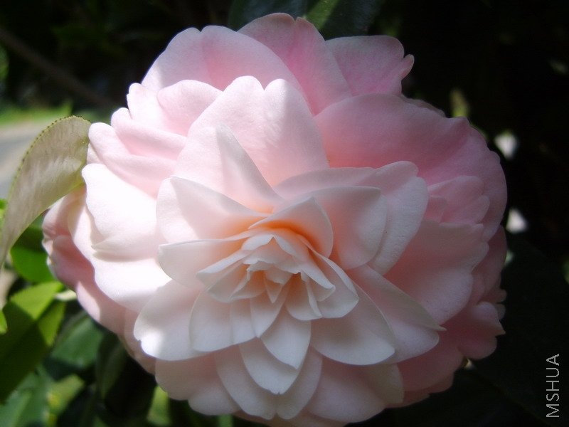 S8000192.jpg