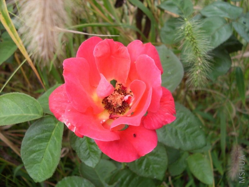 �ﻨ(û�����ÿ�)