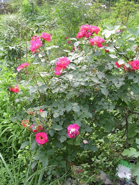 ���������Ļ�