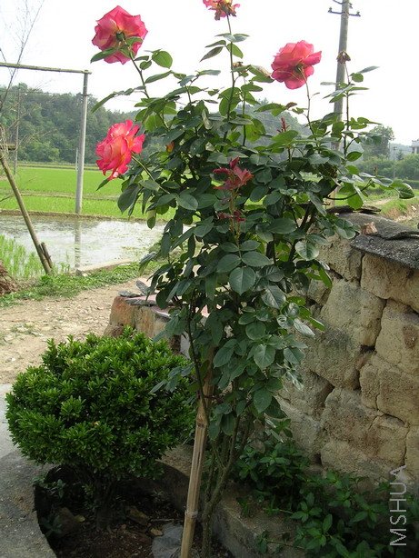 ���ɶ������͵�ȫ��