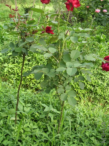 ��������2