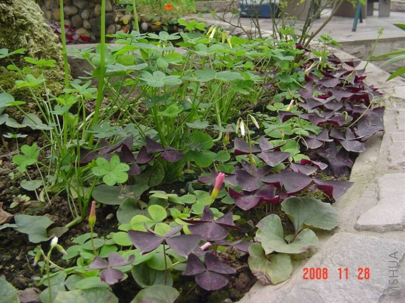 DSC09801.jpg