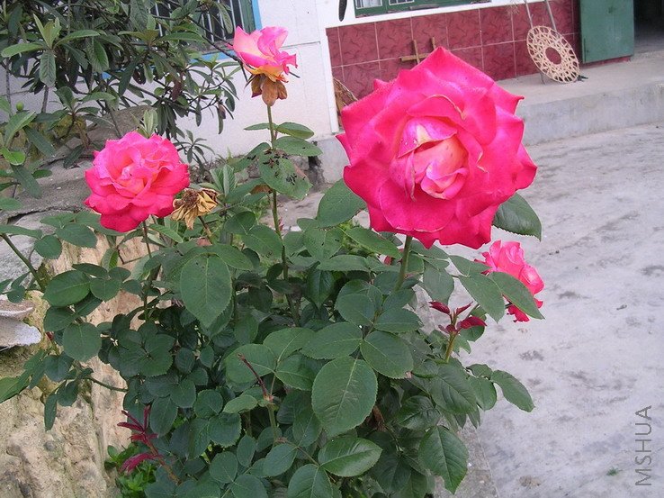 ���л�Ĵ���