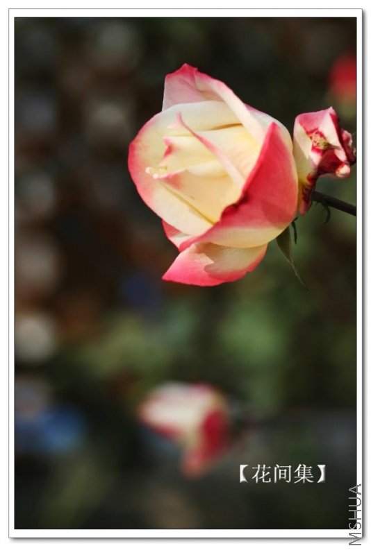 IMG_0093 ����.jpg