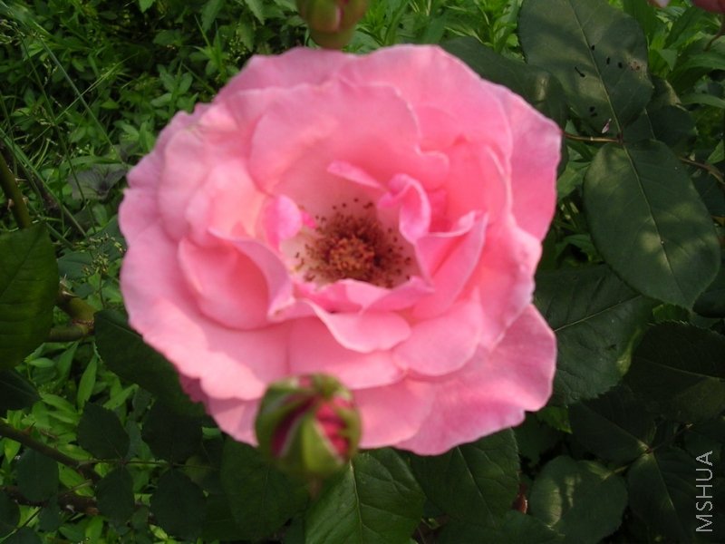 ����ʢ��