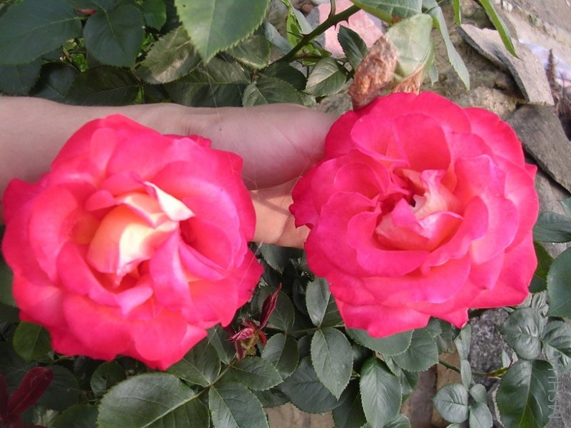 ����ȫ��1