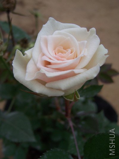 100_4550.JPG