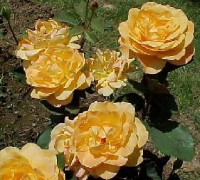 Strike It Rich(2007).jpg