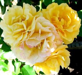 Julia Child(2006).jpg