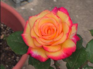 Dream Come True(2008).jpg