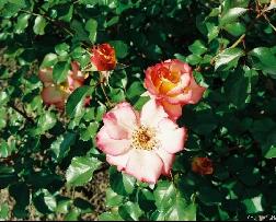 Betty Boop(1999).jpg