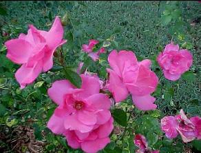 Lady Elsie May(2005).jpg