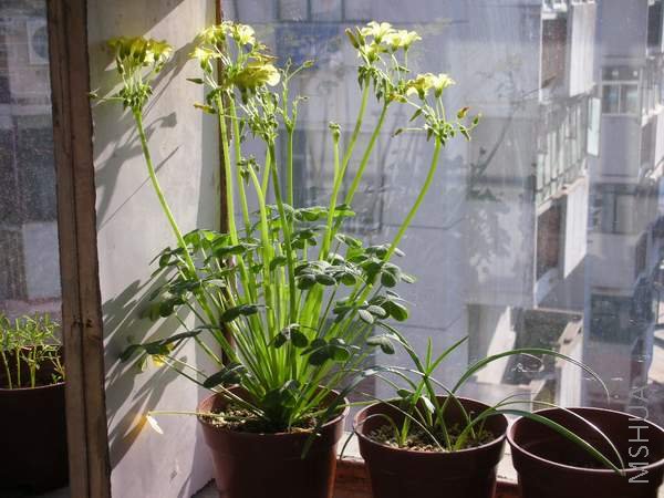 �й��оص����Ӷ���