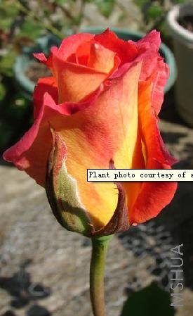 Mardi Gras(2008).jpg