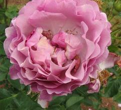 Wild Blue Yonder(2006).jpg