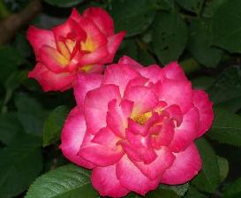 Rainbow Sorbet(2006).jpg