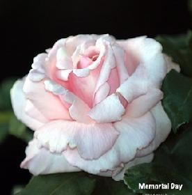 Memorial Day(2004).jpg