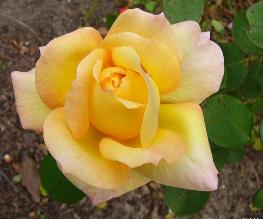 Glowing Peace(2001).jpg