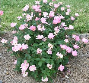 Rainbow Knock Out(2007).jpg