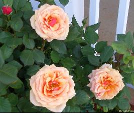 About Face(2005).jpg