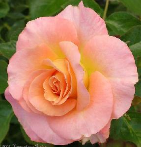 Day Breaker(2004).jpg