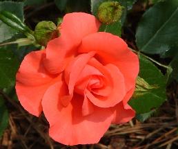 Marmalade Skies(2001).jpg