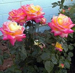 Love & peace(2002).jpg