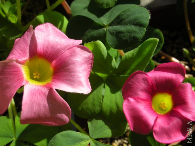 FR����ʱ���Ƿۺʹ�죬���ڿ��˸о���ɫ��𲻺ܴ�