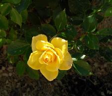 Sun Sprinkles(2001).jpg