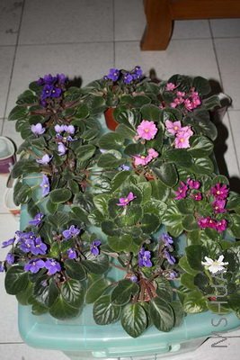 ��Ӱ-20.JPG