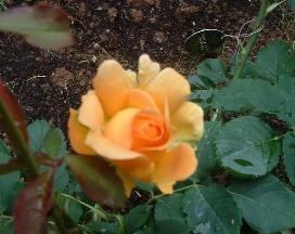 Honey Perfume(2004).jpg