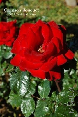 Crimson Bouquet(2000).jpg