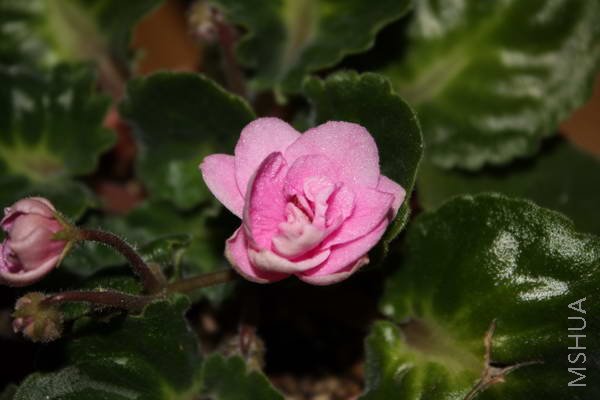 Rokoko Pink Rose-12.JPG