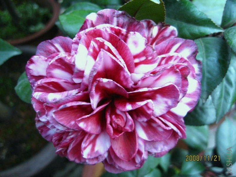 ��ɫ�ڱ��� 08-11-21 - 1.jpg