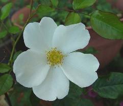 Starry Night(2002).jpg