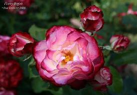 Cherry Parfait(2003).jpg