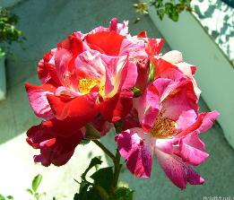 Fourth of July(1999).jpg